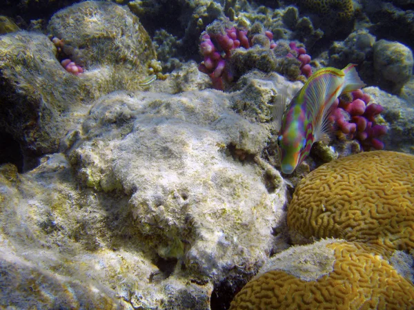 Sualtı fotoğrafçılığı güzel mercan resif küçük balıklar. — Stok fotoğraf
