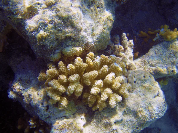 Coral reef close-up onderwater fotografie. — Stockfoto