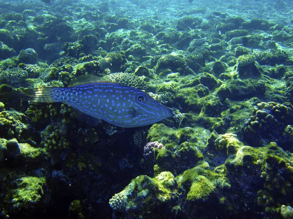 Seltsame blaue Fische schwimmen in der Nähe von Korallenriffen. Unterwasserfoto. — Stockfoto