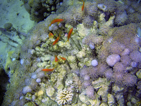 Balıklar en mercan kayalığı Yüzme kolonisi. — Stok fotoğraf