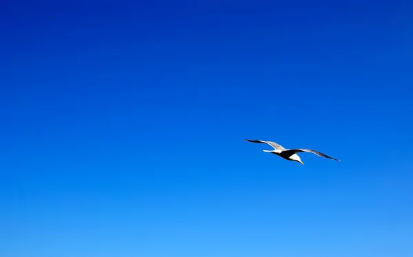 Gaivota voando no céu azul de verão. Espaço vazio para o seu des — Fotografia de Stock