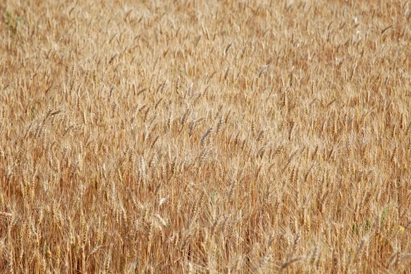 Fältet råg redo för skörd. — Stockfoto