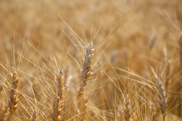 ライ麦収穫前にクローズ アップ写真. — ストック写真