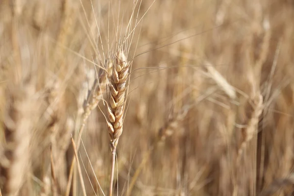 Rye before harvest macro photography. Selective focus. — Stock Photo, Image