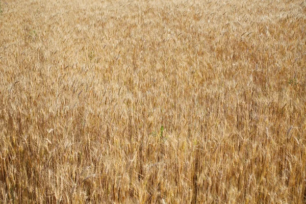 stock image Field of rye ready for harvest.