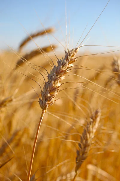 ライ麦収穫マクロ撮影する前に。セレクティブ フォーカス. — ストック写真