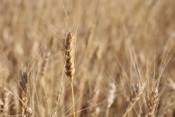ライ麦収穫マクロ撮影する前に。セレクティブ フォーカス. — ストック写真