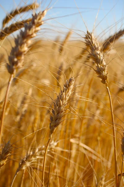 ライ麦収穫前に写真を閉じます。暖かい夏の光. — ストック写真