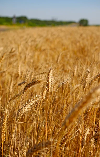前の収穫垂直風景にライ麦畑. — ストック写真