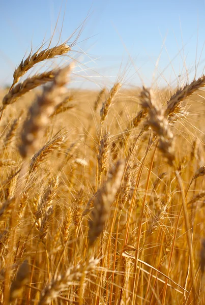 ライ麦収穫前に写真を閉じます。暖かい夏の光. — ストック写真