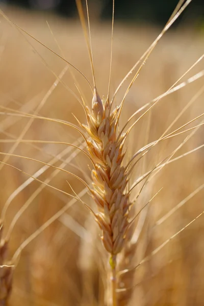 ライ麦収穫マクロ撮影する前に。暖かい色. — ストック写真