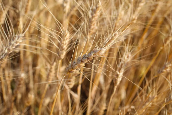 Rye before harvest close up photography. — Stock Photo, Image