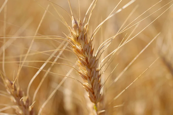 ライ麦収穫マクロ撮影する前に。暖かい夏の光. — ストック写真