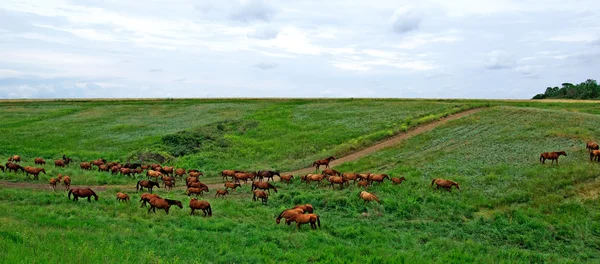 Horses herd in steppe. Animal wildlife landscape. — Stock Photo, Image