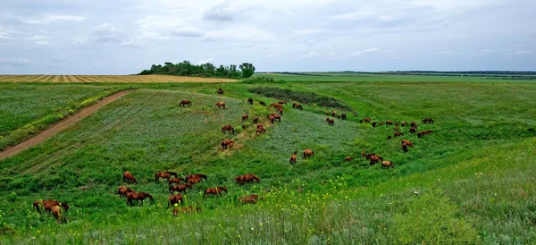 Horses herd in steppe. Animal wildlife landscape. — Stock Photo, Image