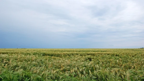 Field of rye landscape. Dramatic summer weather — Stock Photo, Image