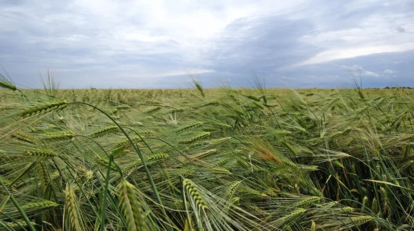 黑麦景观的字段。戏剧性夏季天气 — 图库照片