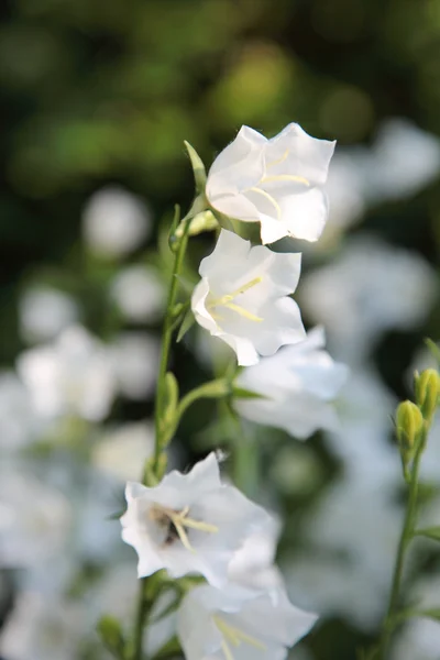 여름 풀밭에서 흰색 벨 꽃입니다. 선택적 초점. — 스톡 사진