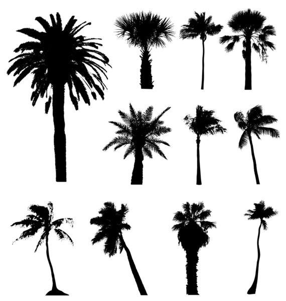 Collection of vector palm trees silhouettes. Easy to edit, any s
