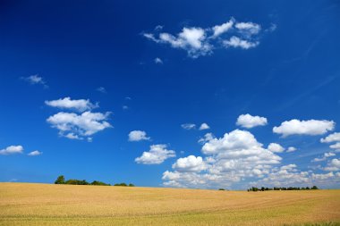 Colorful summer field landscape, Europe. Good as background or b clipart