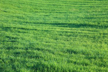 Bright green meadow in summer light. Good as backdrop or backgro