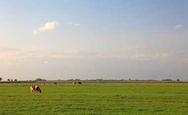 Cows and wind energy on fields of Netherlands, Europe. clipart