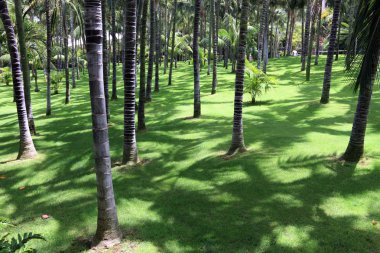 Tenerife, Kanarya Adaları hurma ağaçları ile güzel park.