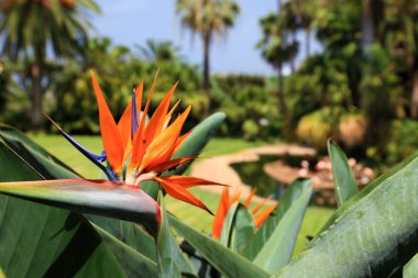 Beautiful Bird of Paradise flower, known as Strelitzia. Park on clipart