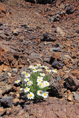 volcaninc çöl, el teide, tenerife yalnız papatya.