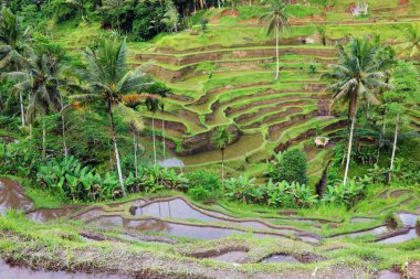 Bali dili pirinç terasları peyzaj, Endonezya.