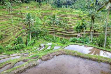 Bali dili pirinç terasları peyzaj, Endonezya.