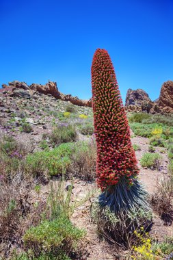 Kule mücevher (echium wildpretii), adalar endemik çiçek