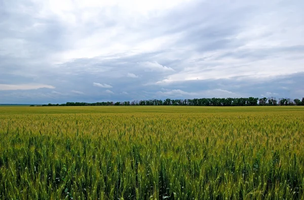 Tungsten summer field of green rye. Dramatic sky. — Stock Photo, Image