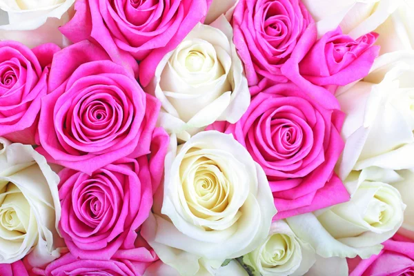 Rosa flor rosa branca — Fotografia de Stock