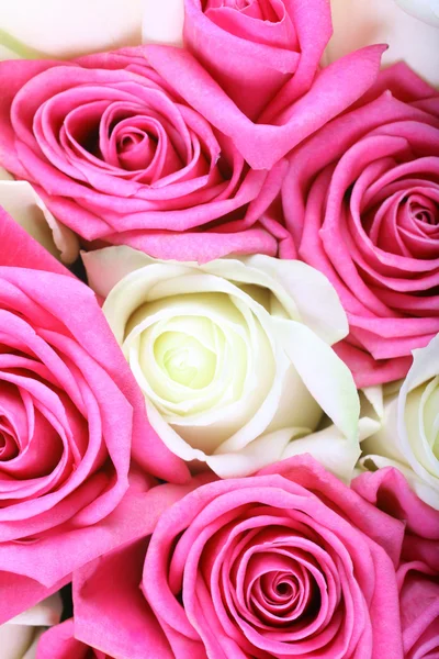 Rosa branco rosas flores fundo — Fotografia de Stock