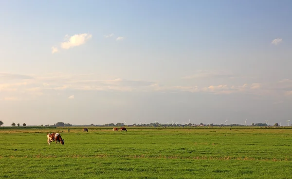 Krávy a větrné elektrárny na polích z Nizozemska, Evropa. — Stock fotografie