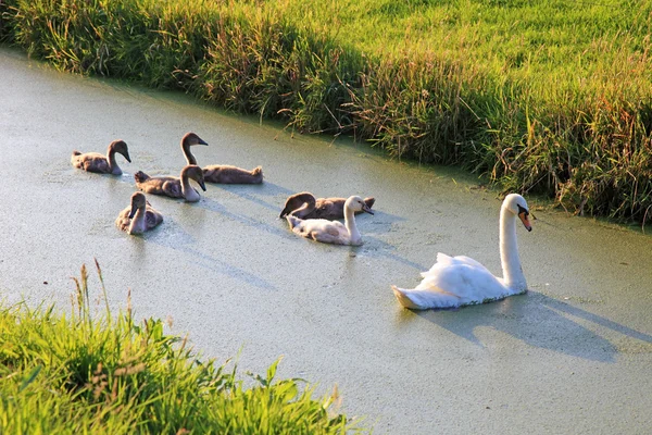 Famille de cygnes nageant dans l'eau près du champ, Pays-Bas, Europe . — Photo