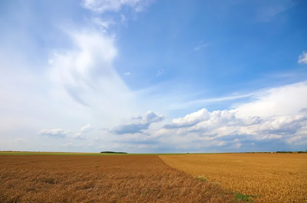 Pšeničné pole a krásnou modrou oblohu s mraky, Evropa. — Stock fotografie
