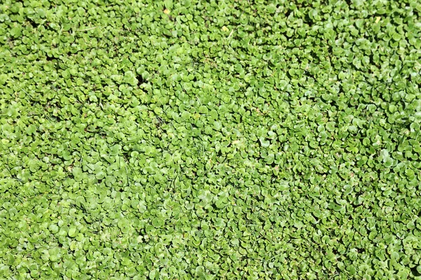 stock image Green duckweed as textured background or backdrop.