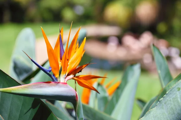 Belle fleur d'oiseau du paradis, connue sous le nom de Strelitzia. Parc sur — Photo