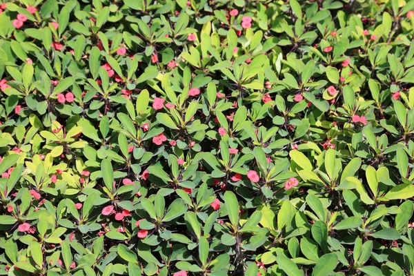 Arbusto verde com flores rosa como fundo texturizado ou pano de fundo . — Fotografia de Stock