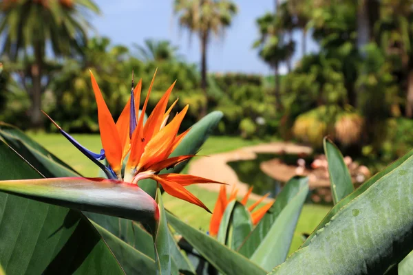 Vackra paradisfågeln blomma, känd som Papegojblomssläktet. parkera på — Stockfoto