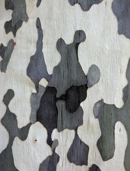 Oberfläche der Platane als Texturhintergrund oder Hintergrund. — Stockfoto