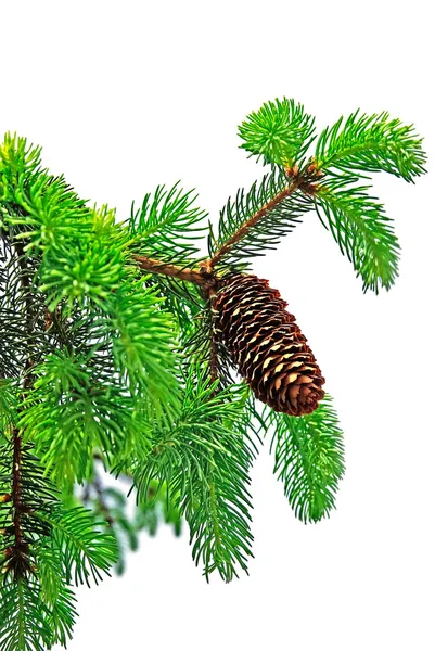 stock image Branch of pine tree with cone isolated on white background.