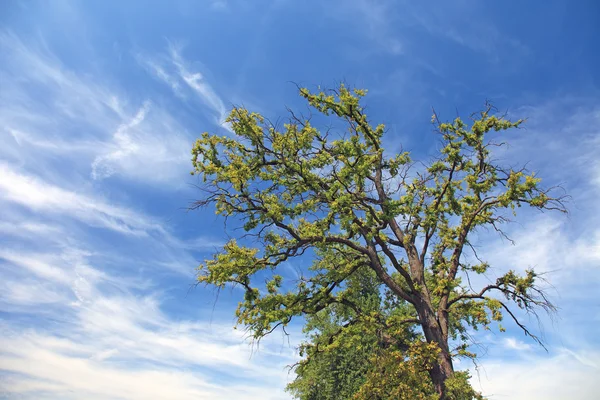 Viejo árbol solitario y cielo dramático con nubes . —  Fotos de Stock