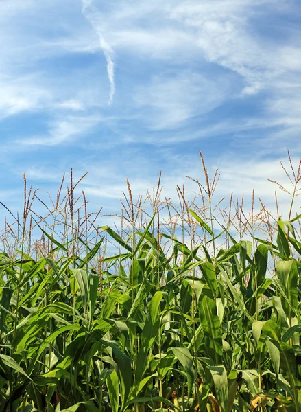 Kukorica mező, és a gyönyörű ég. jó, mint a háttér vagy a háttérben. — Stock Fotó