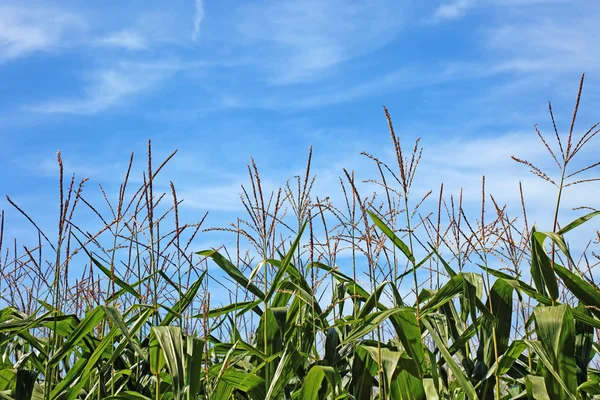 Campo de maíz y hermoso cielo. Bueno como fondo o telón de fondo . —  Fotos de Stock