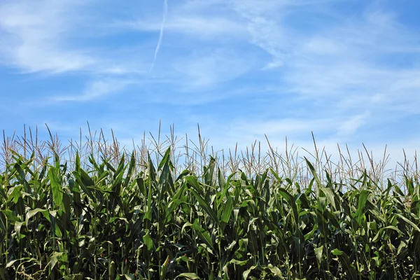 Maize field and beautiful sky. — Stock Photo, Image