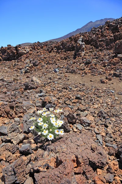 Canarian camomile among volcanic stones, El Teide volcano, Tener — Stock Photo, Image