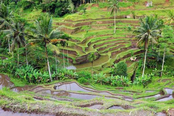 stock image Balinese rice terraces landscape, Indonesia.